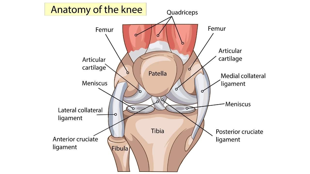 anatomski prikaz kolena sa označenim delovima